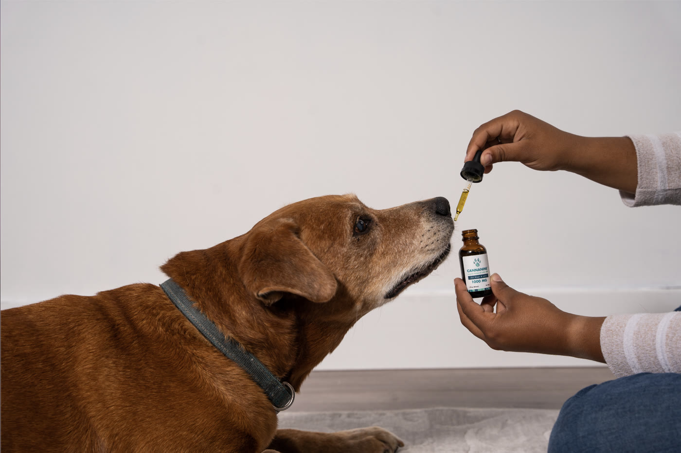 A senior dog calmly taking Cannanine CBD oil from a dropper