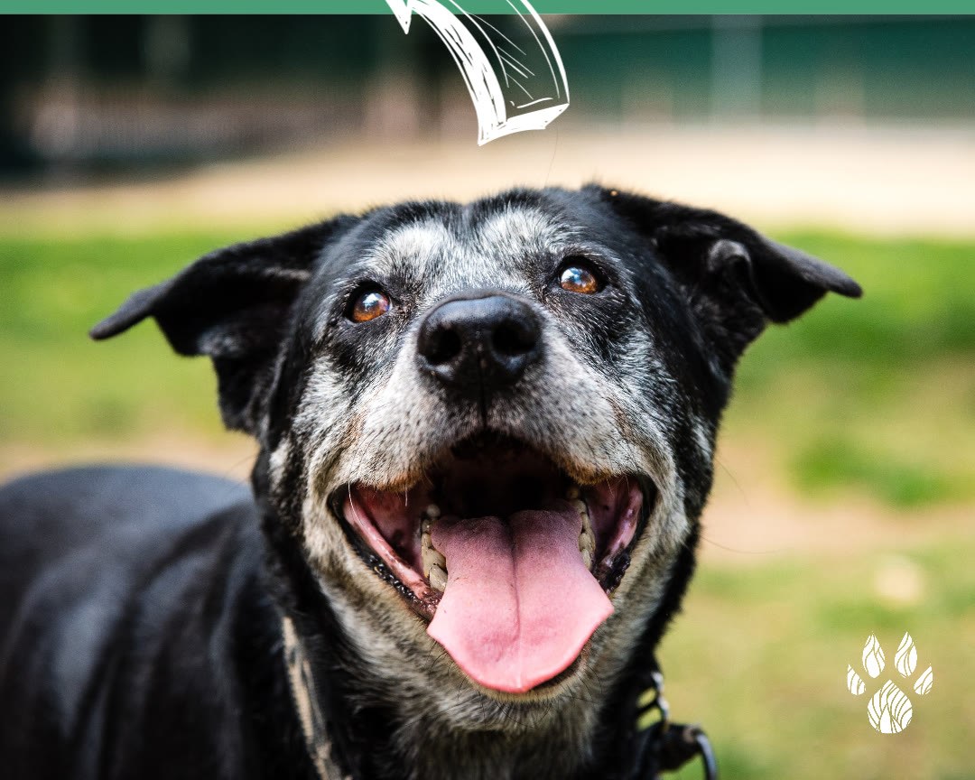 A happy, smiling senior dog outdoors
