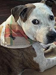Dunkin, a senior dog