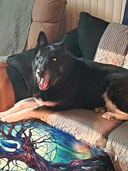 Reviewer's senior German Shepherd