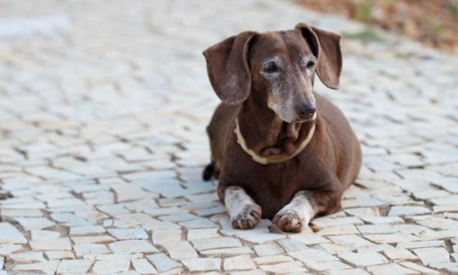 A grey-muzzled senior dachshund resting